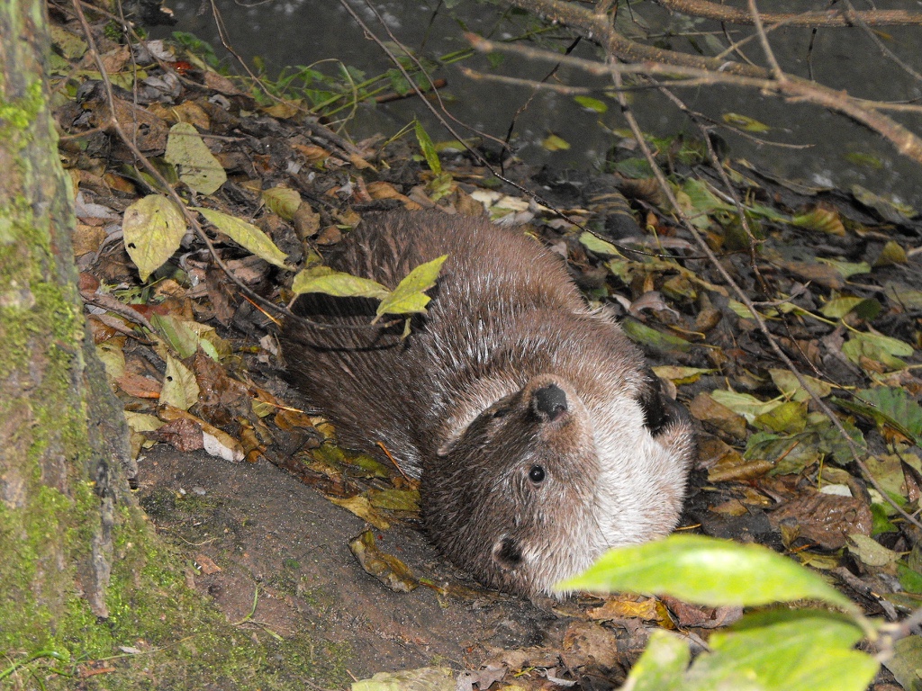 11 loutre pna loutre sfepm 3