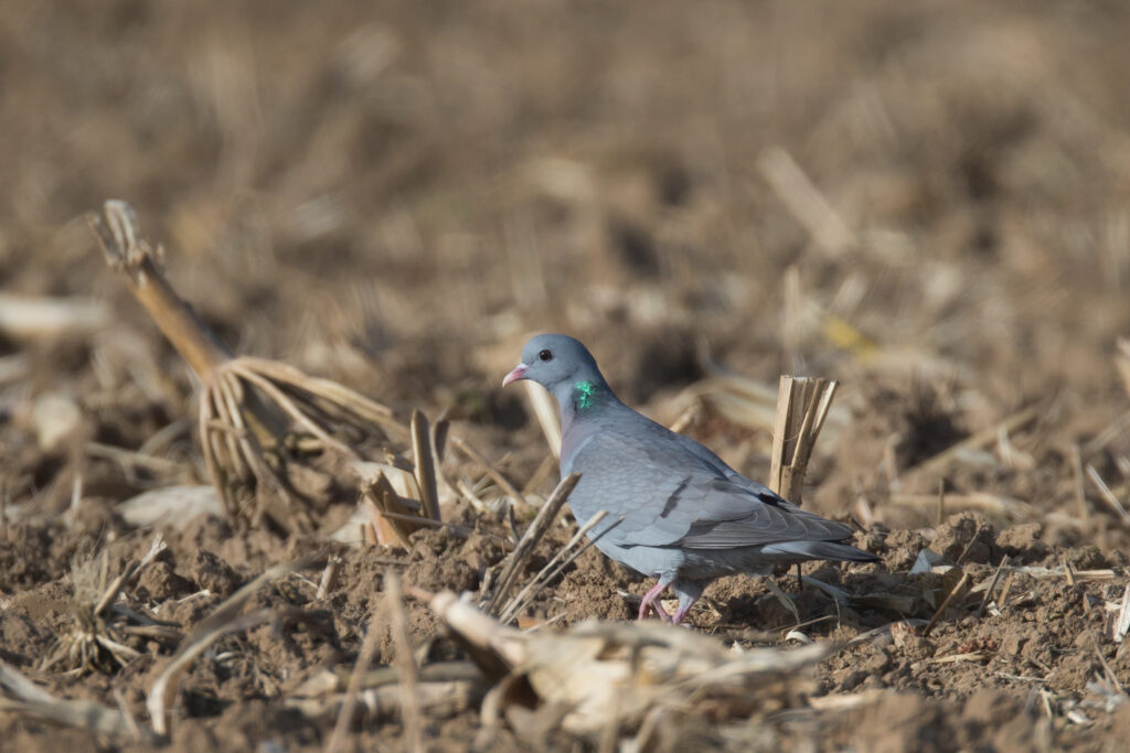 2 pigeon colombin d.gest 