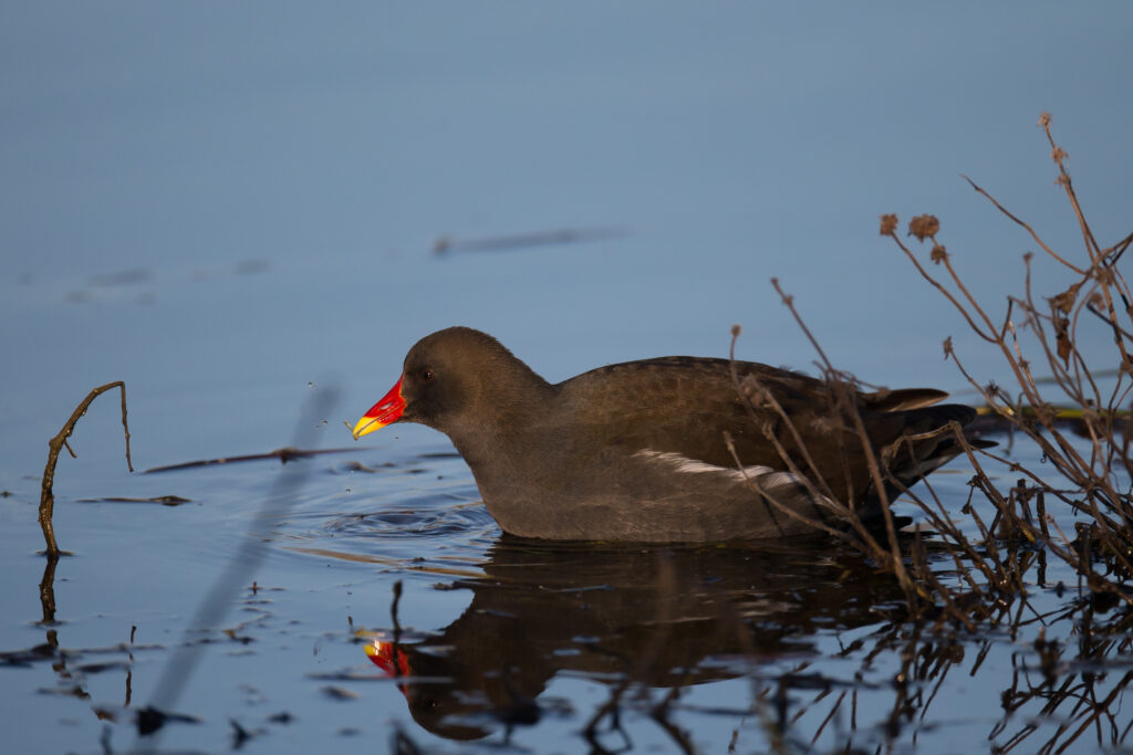 4 oiseauxautre fnc dgestim2016 gallinule poule deau