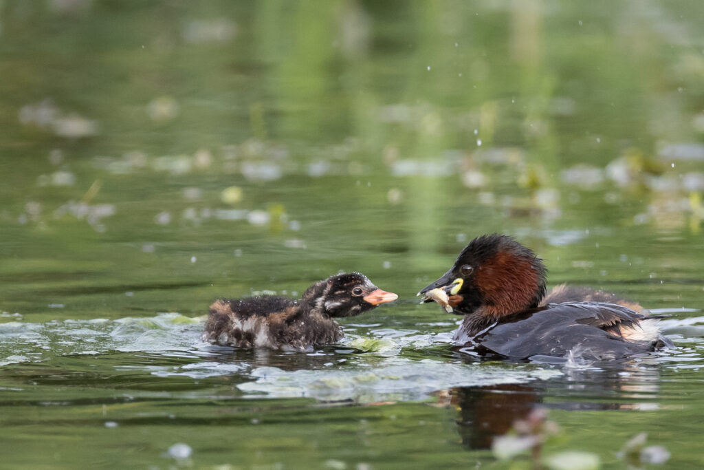 6 grebe castagneux