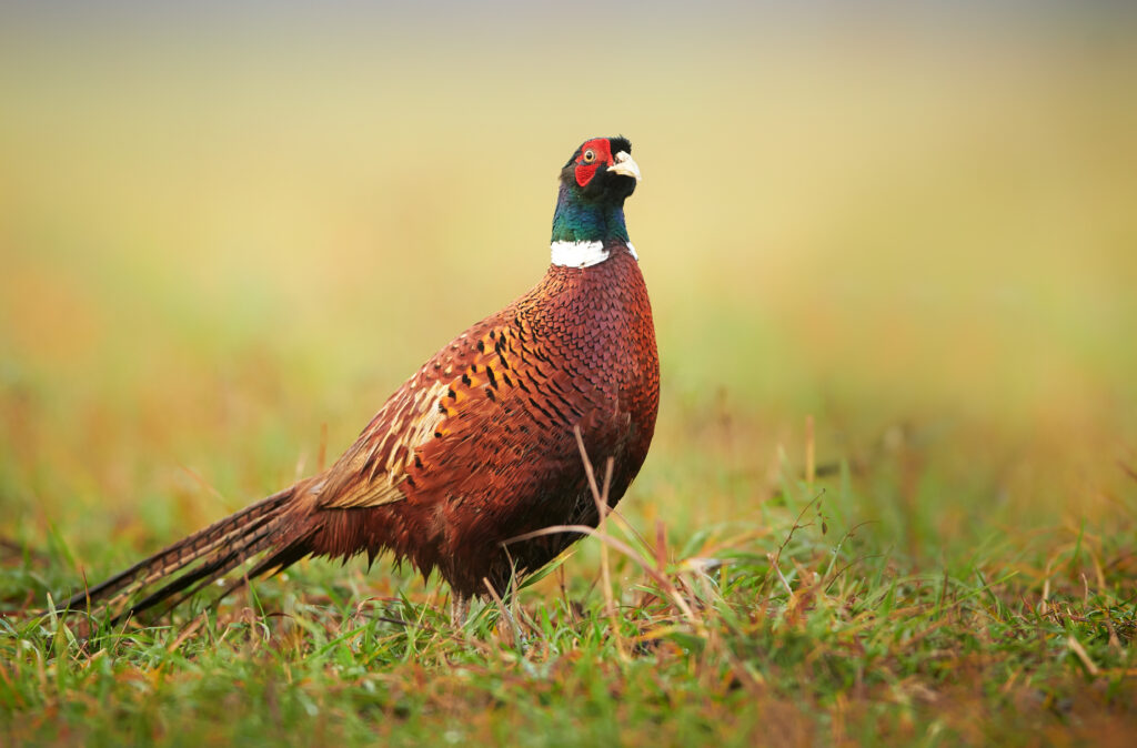 Faisan de colchide (phasianus colchicus) mâle