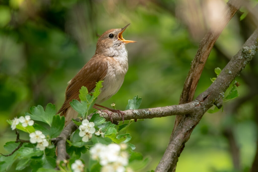 male common nightingale (luscinia megarhynchos) sits on a branch