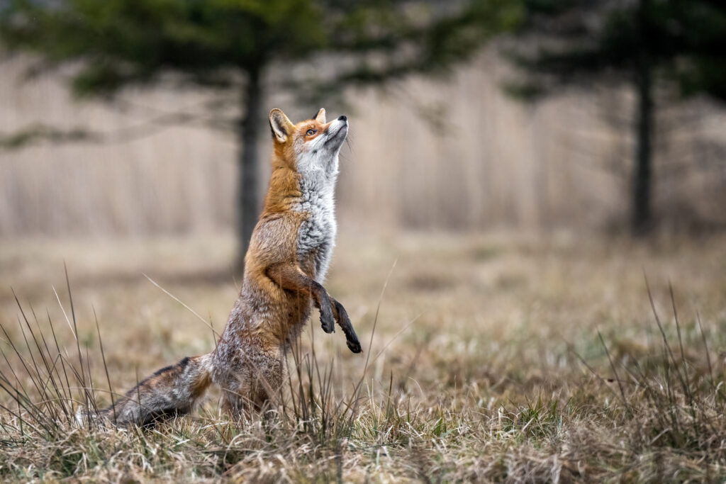 a red fox hunts pheasants in a meadow.