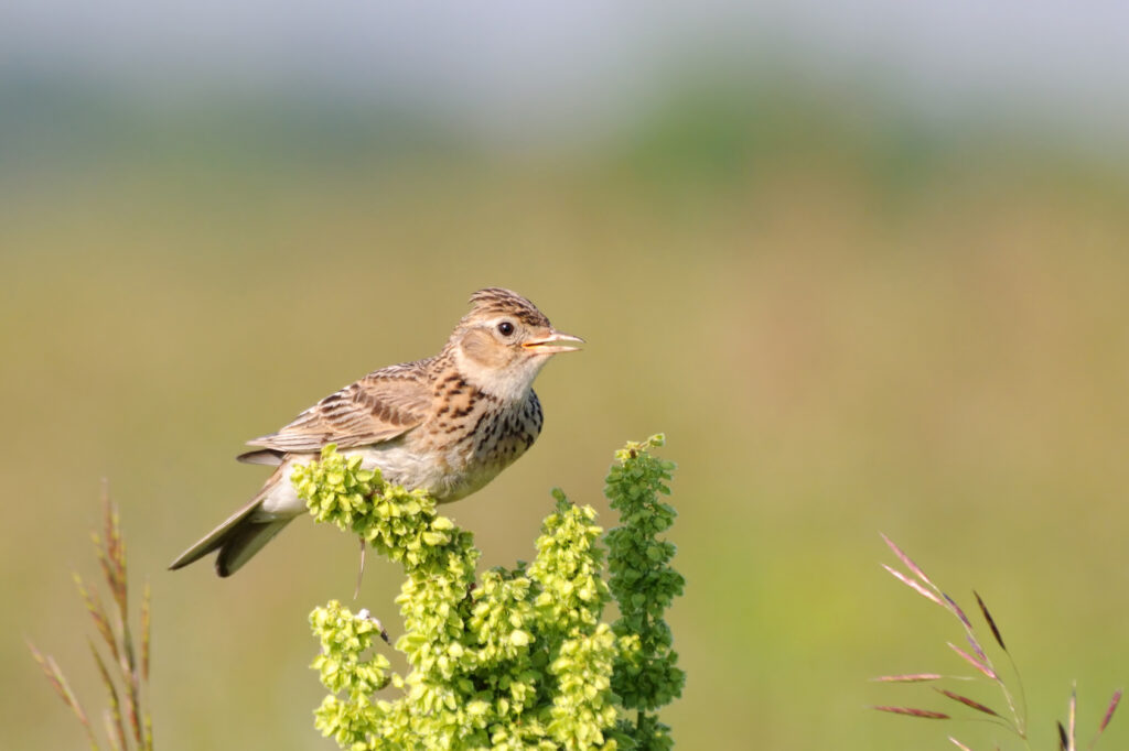 singing skylark at grass perch at the meadow