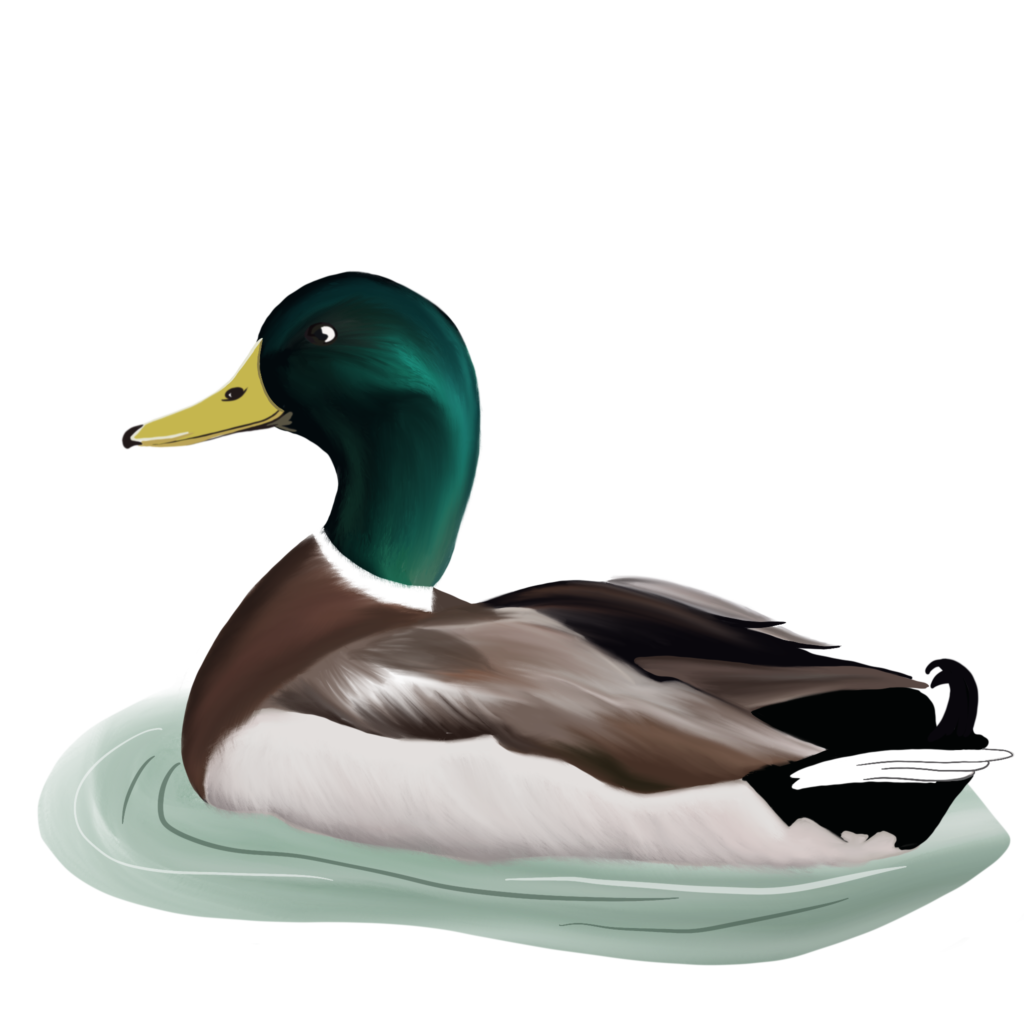 canard de surface nage v1