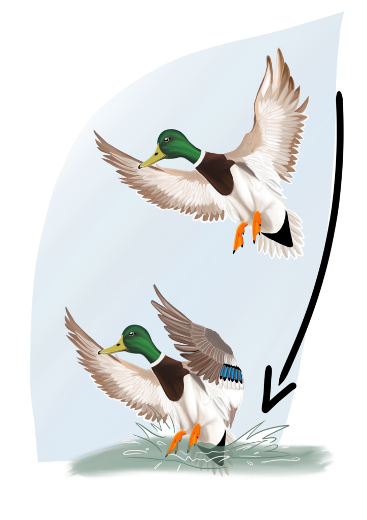 canard de surface pose v1