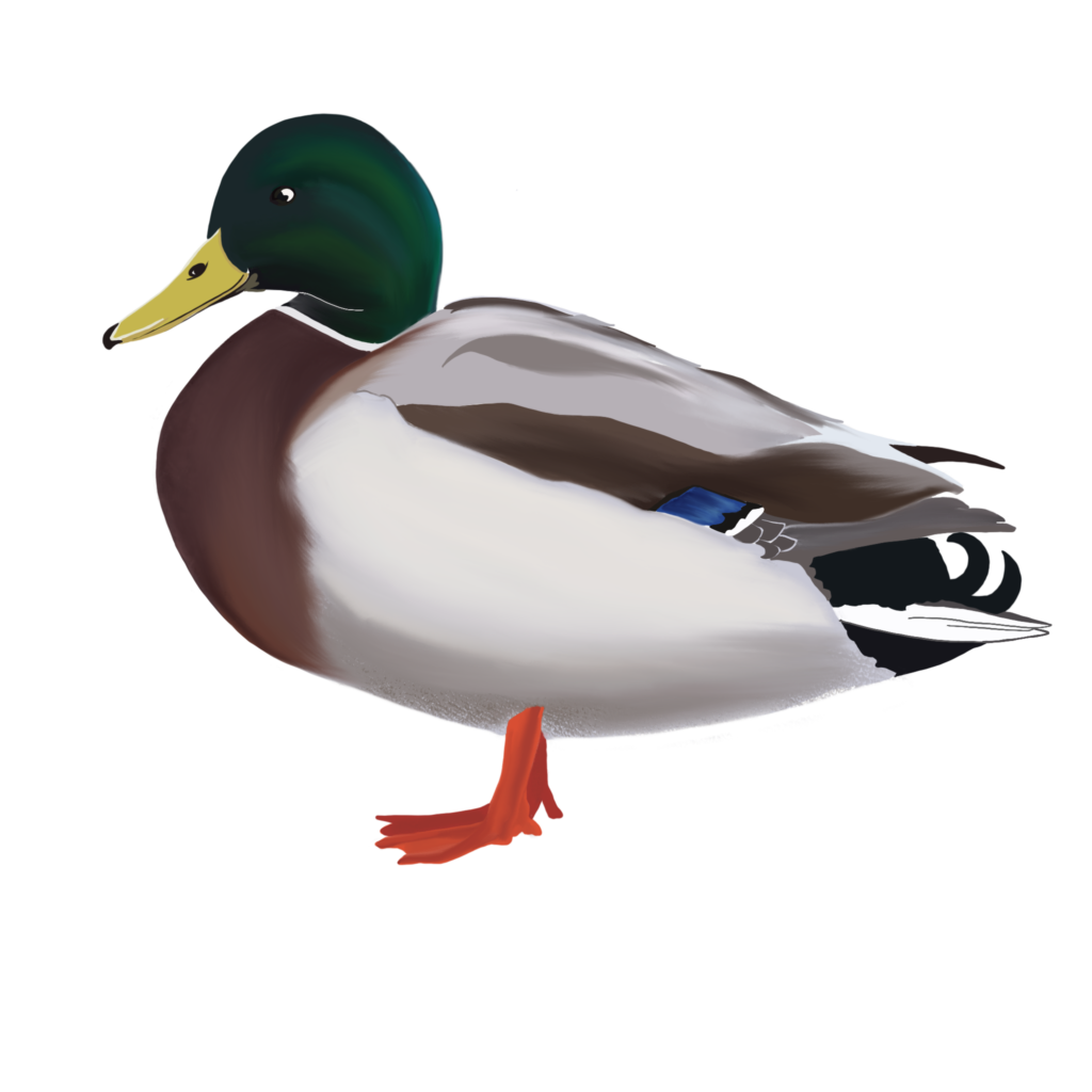 canard de surface profil v1