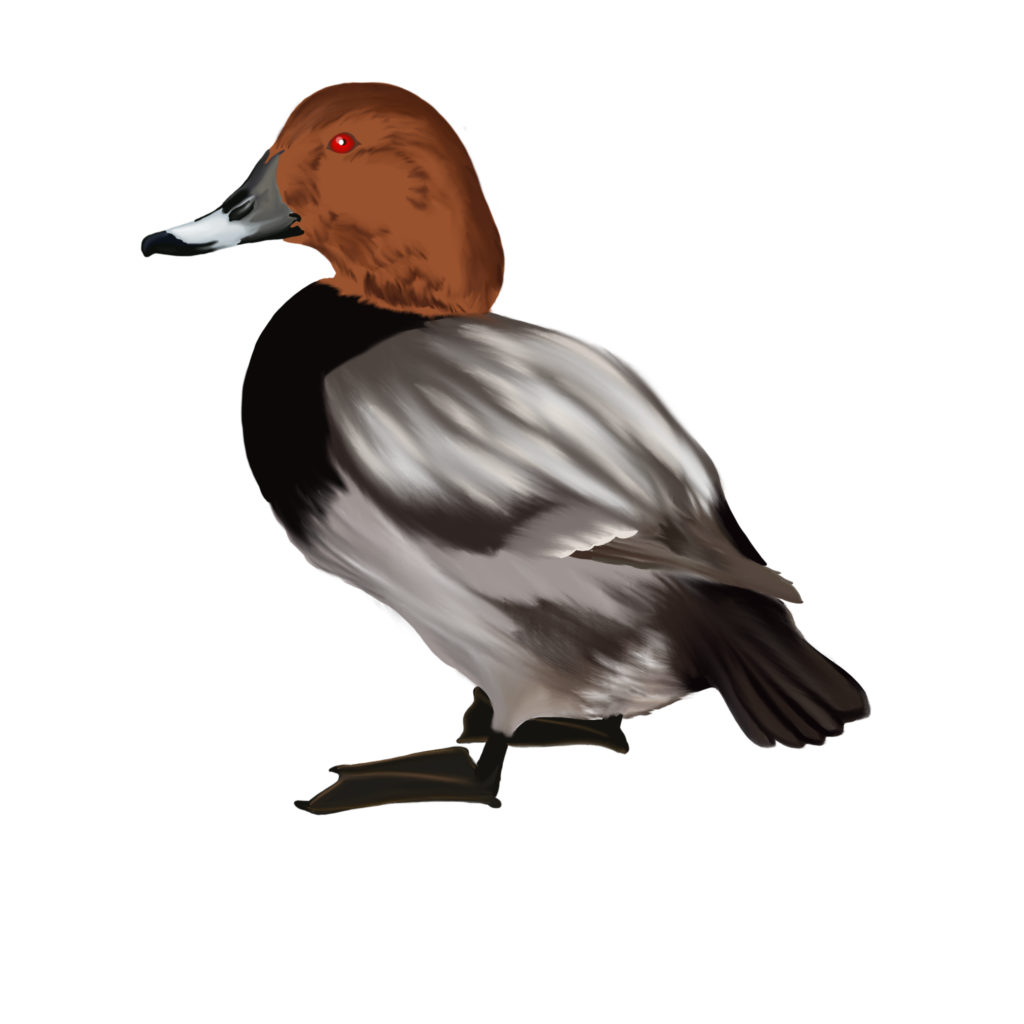 canard plogeur profil v1