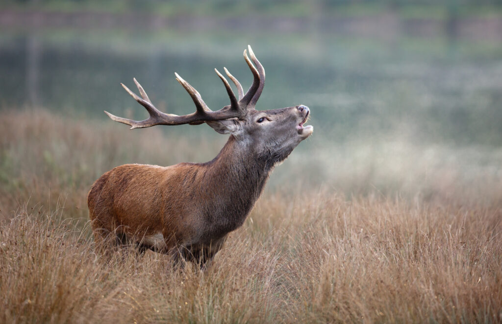 brame cerf matin bois roi forêt cervidé mammifère sauvage ani