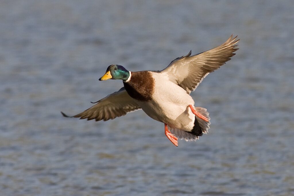 mallard in flight