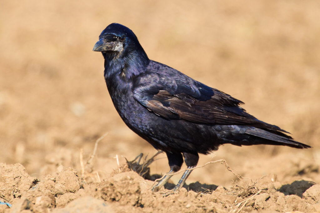 saatkrähe (corvus frugilegus frugilegus)