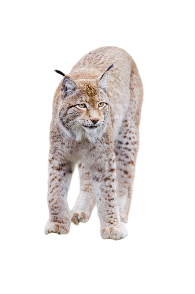 p104 lynx par pexels de pixabay