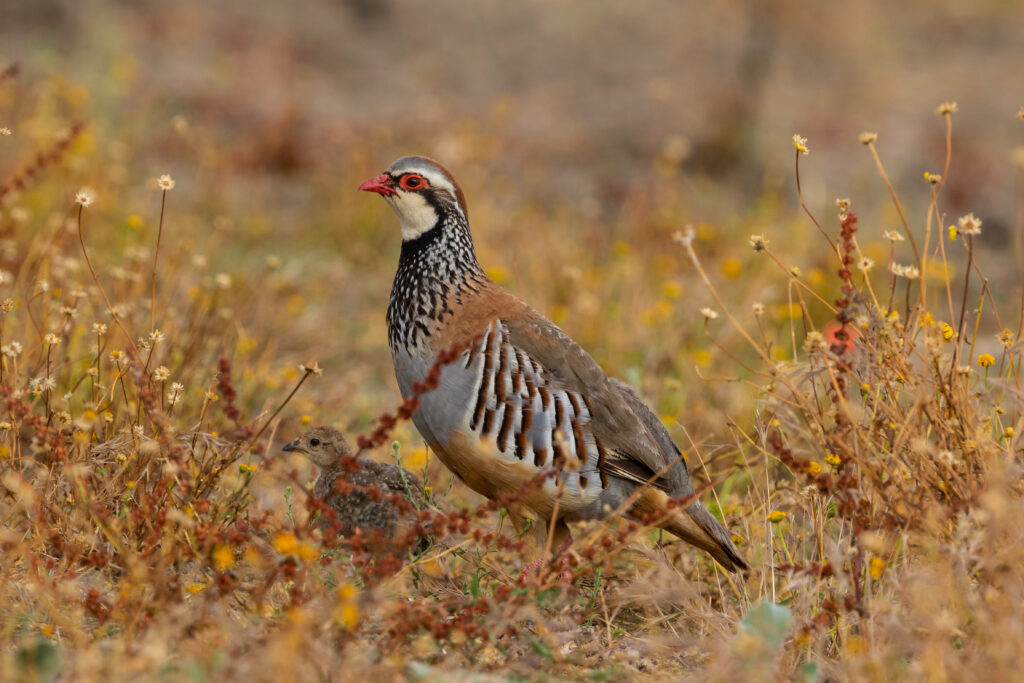 Perdrix rouge (Alectoris rufa)