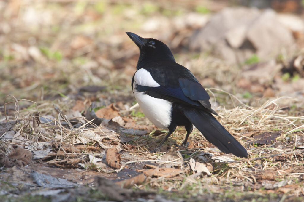 common magpie