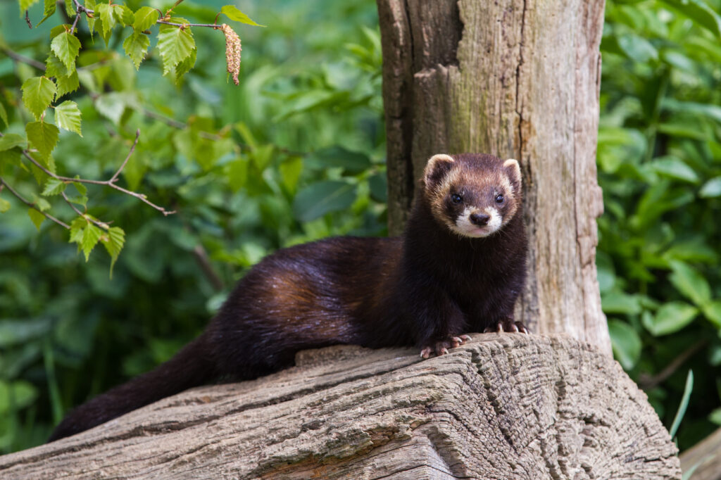 polecat