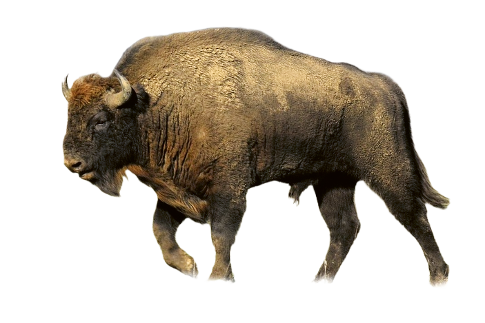 bison