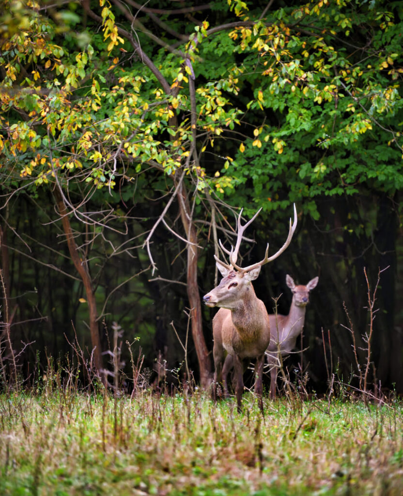 cerf brame foret