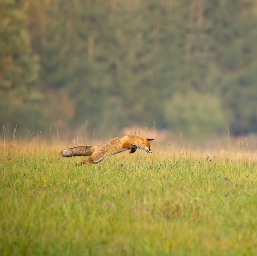 chasse renard plaine