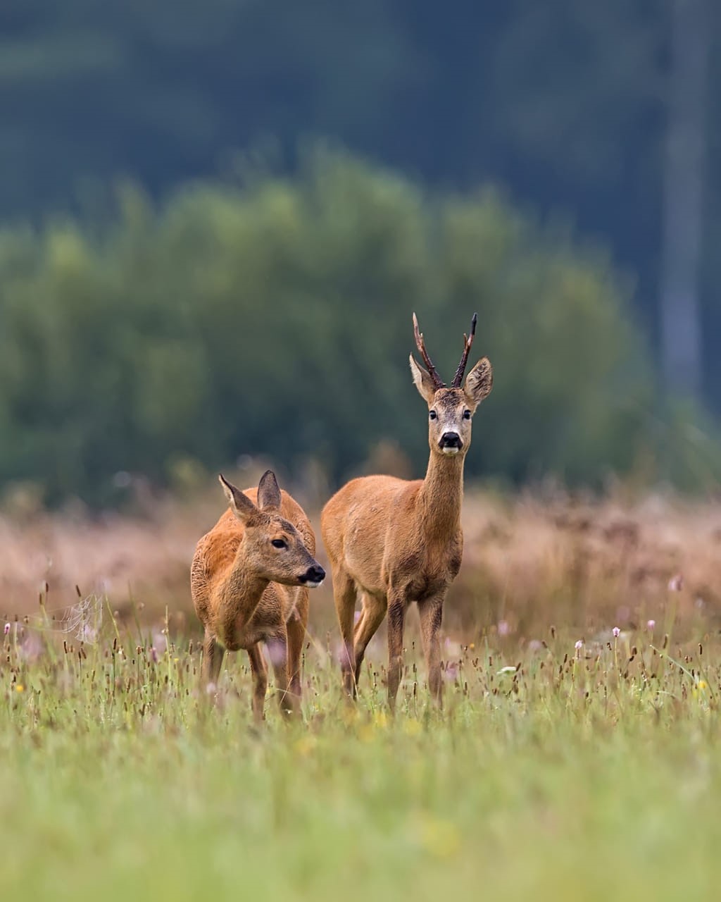 federation departementale chasseurs lot et garonne chevreuils